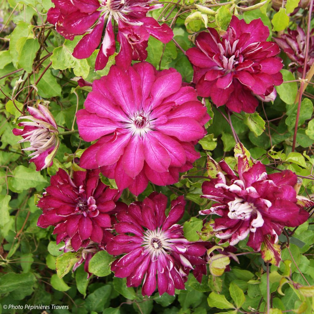 Loistokärhö Red Passion