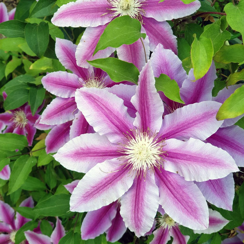 Clématite - Clematis Sugar Candy