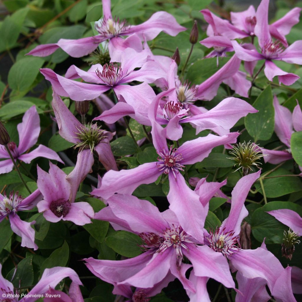 Kellokärhö Saphyra Duo Rose