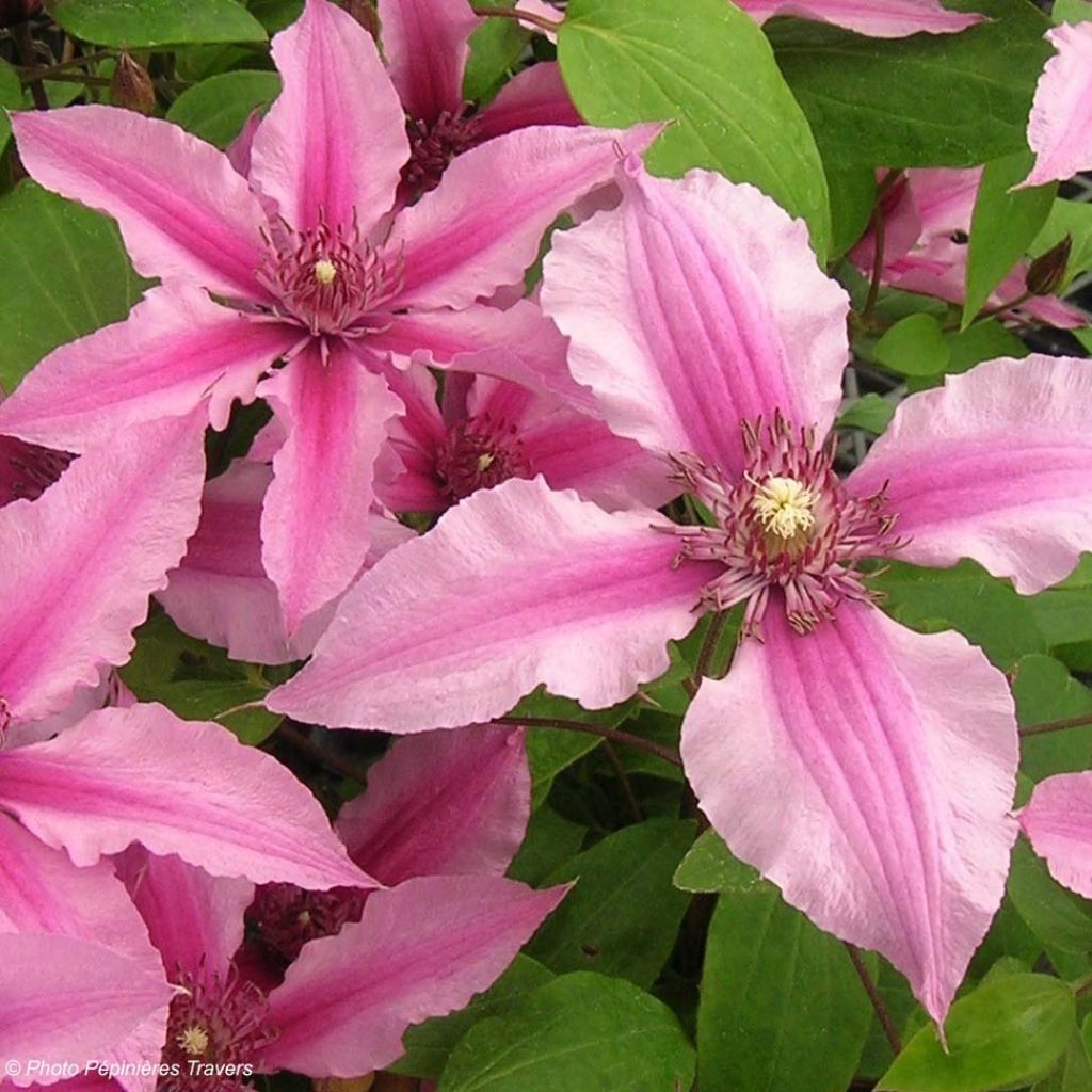 Kellokärhö Saphyra Duo Rose