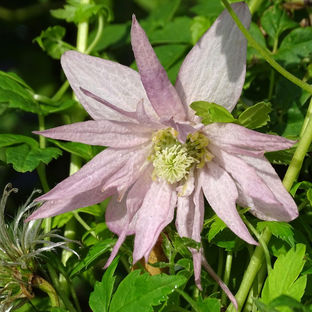 Tarha-alppikärhö Country Rose