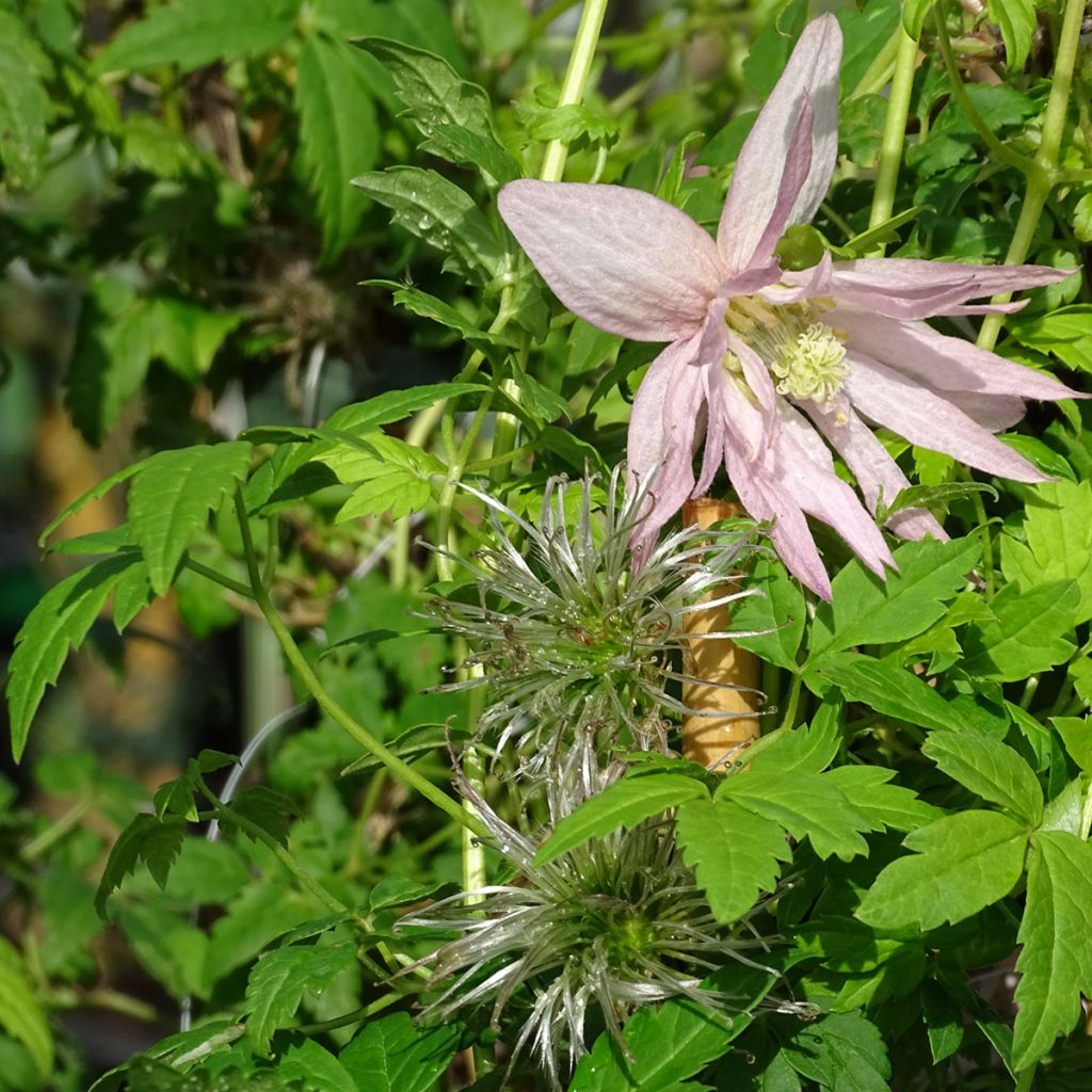 Tarha-alppikärhö Country Rose