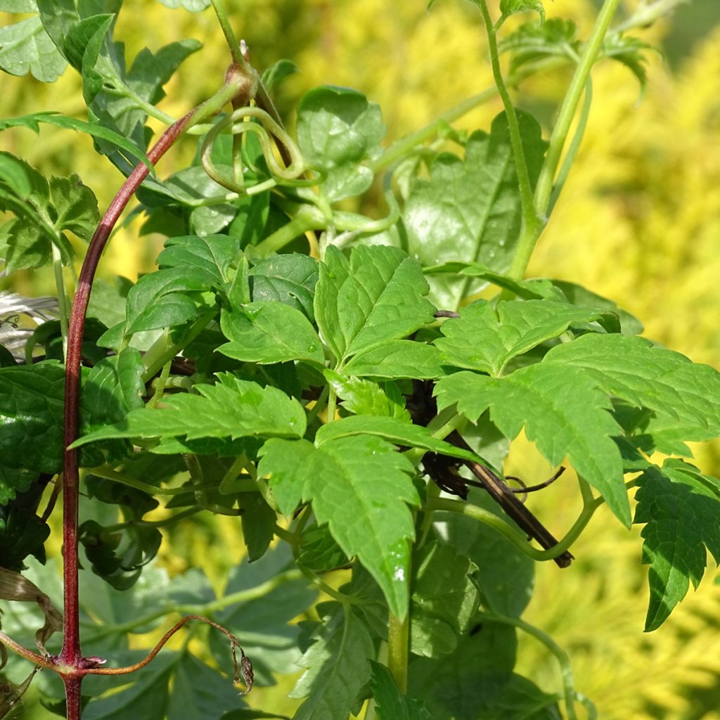Tarha-alppikärhö Country Rose