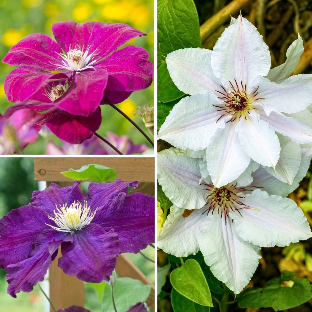 Loistokärhö Mix Tricolor