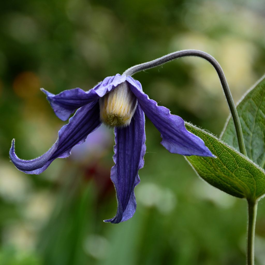 Kellokärhö - Clematis integrifolia