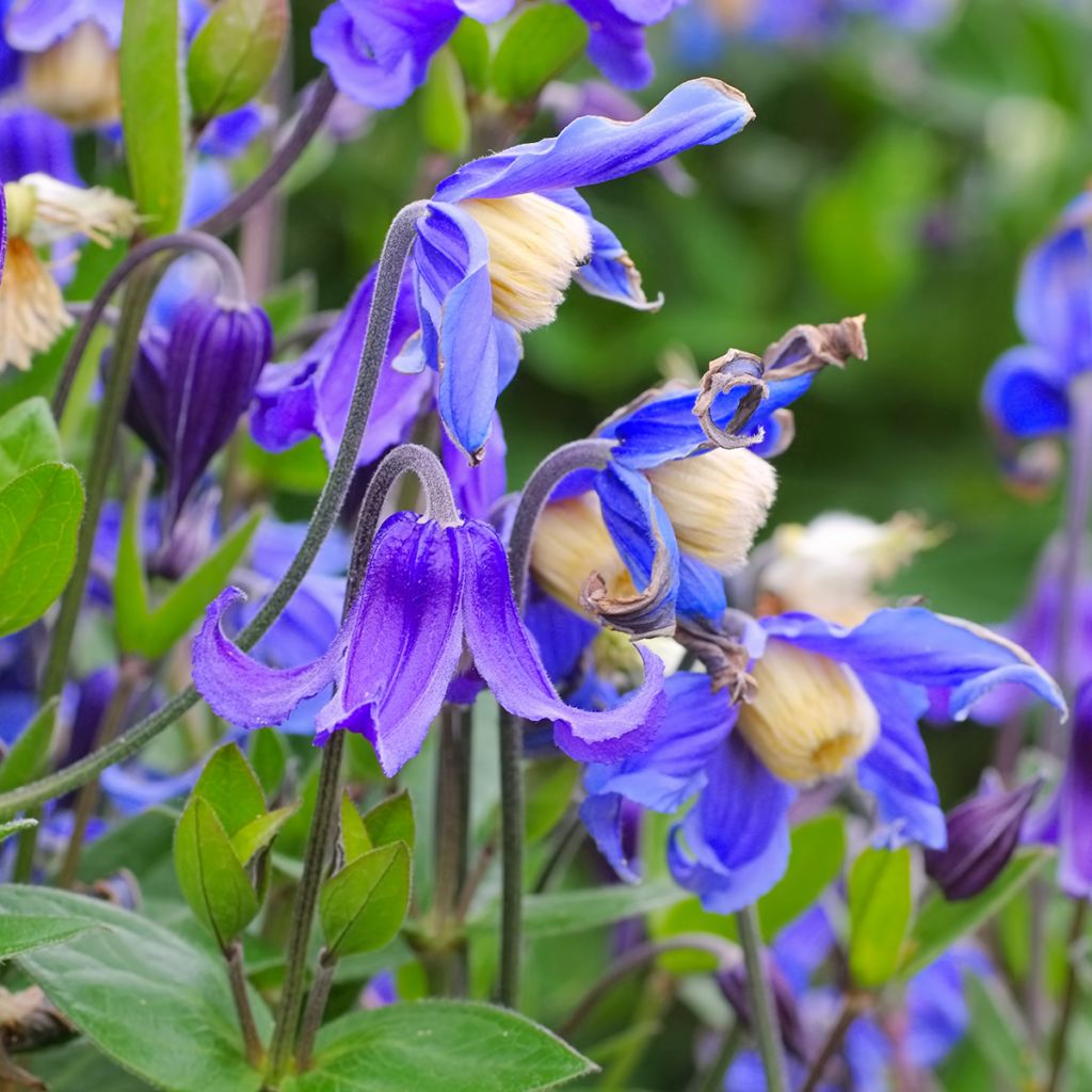 Kellokärhö - Clematis integrifolia