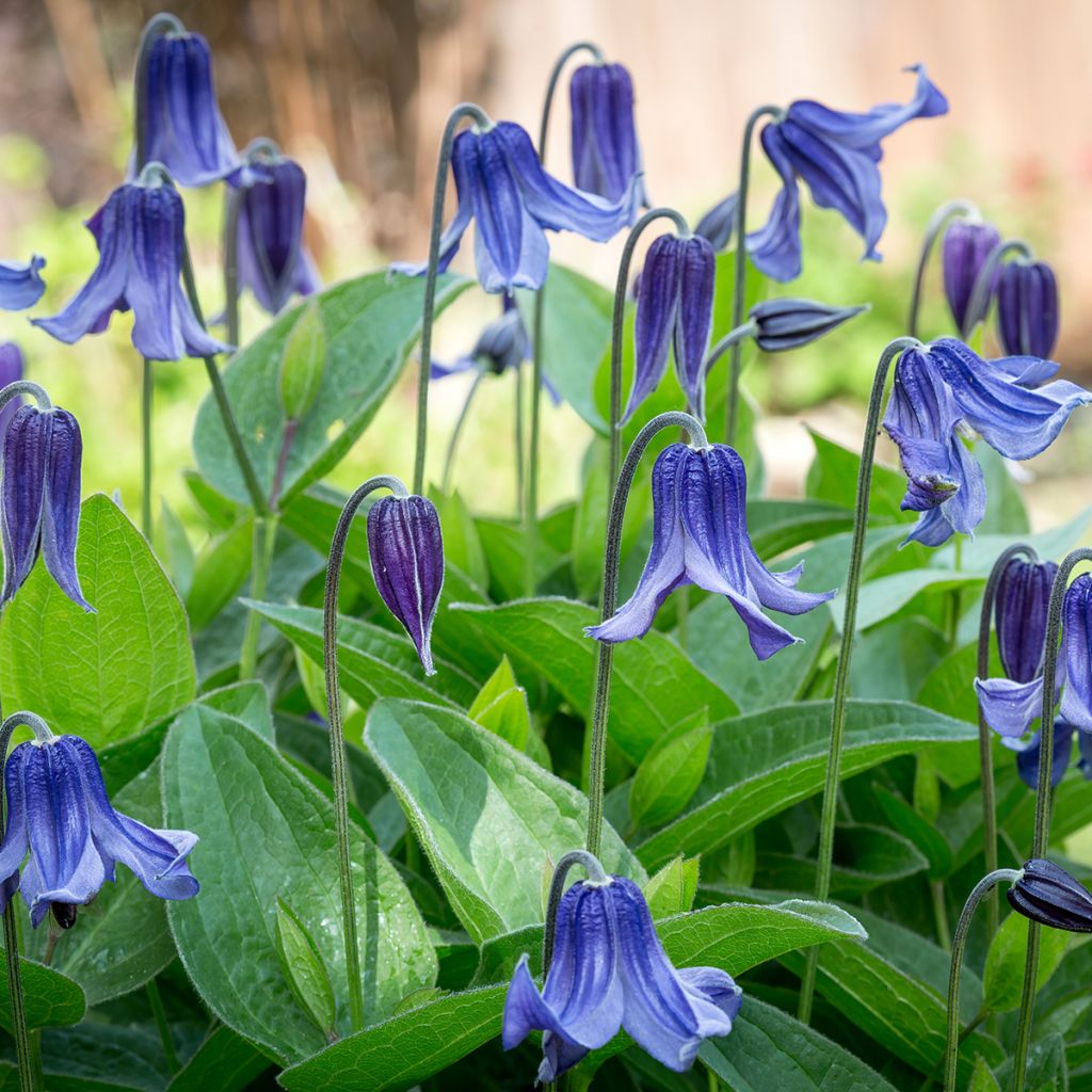 Kellokärhö - Clematis integrifolia
