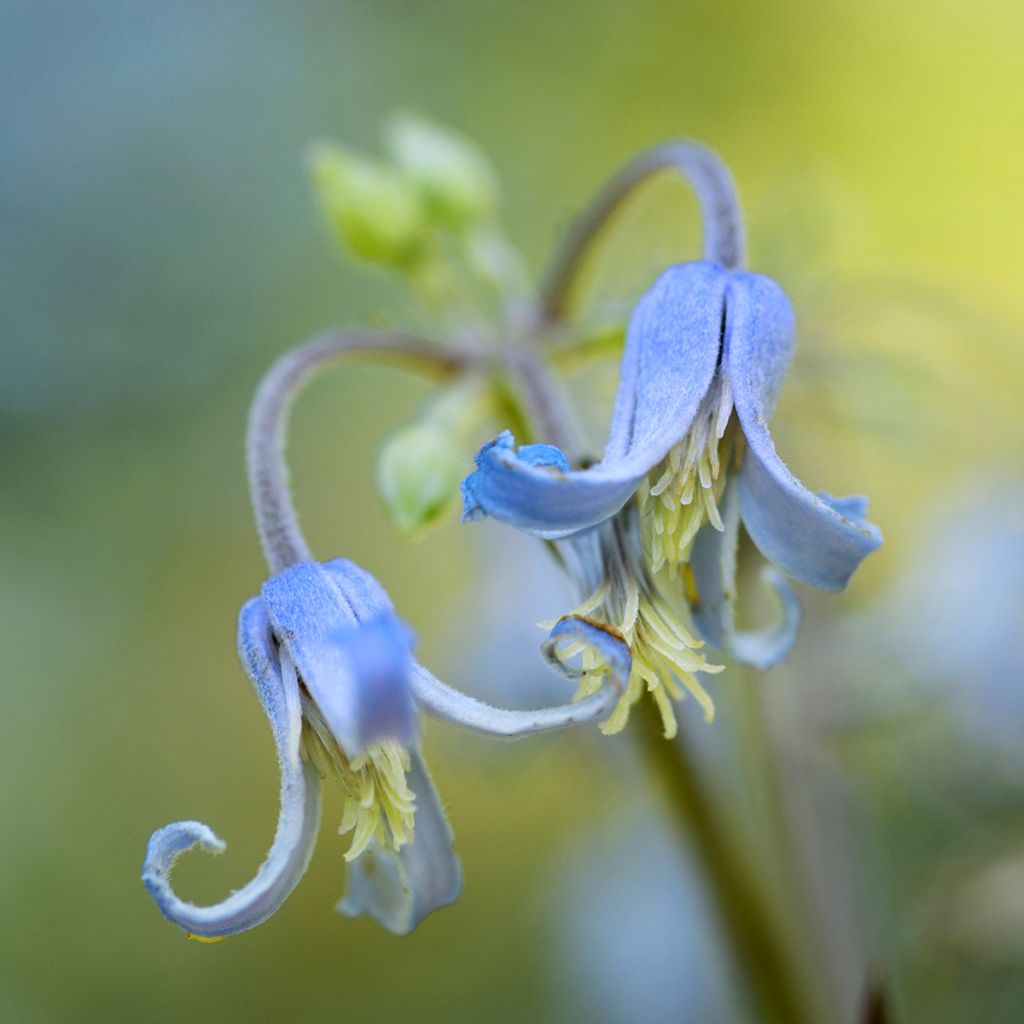 Loistokärhö - Clematis stans