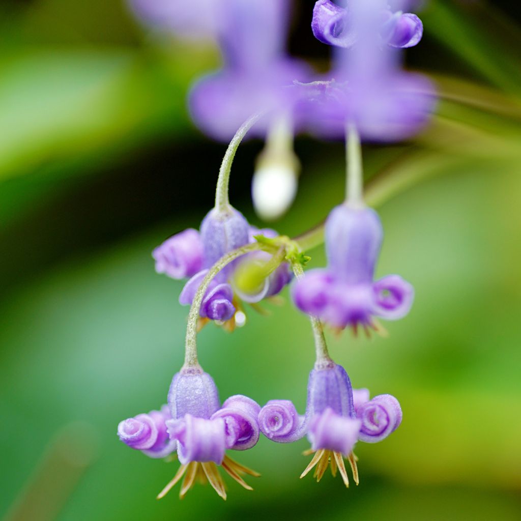 Loistokärhö - Clematis stans