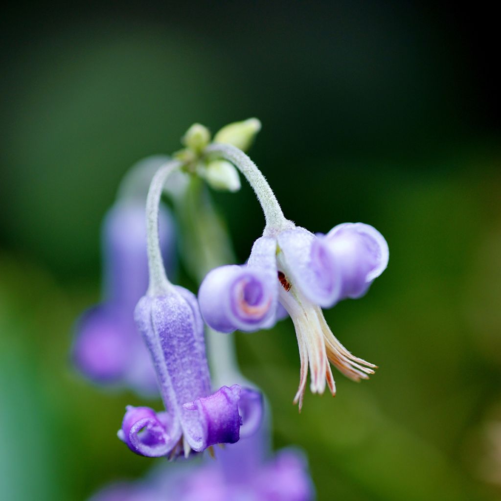 Loistokärhö - Clematis stans