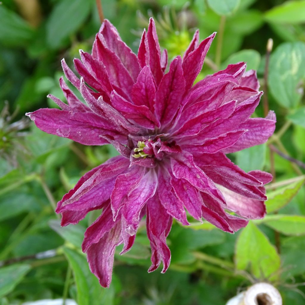 Viinikärhö Rosalyn