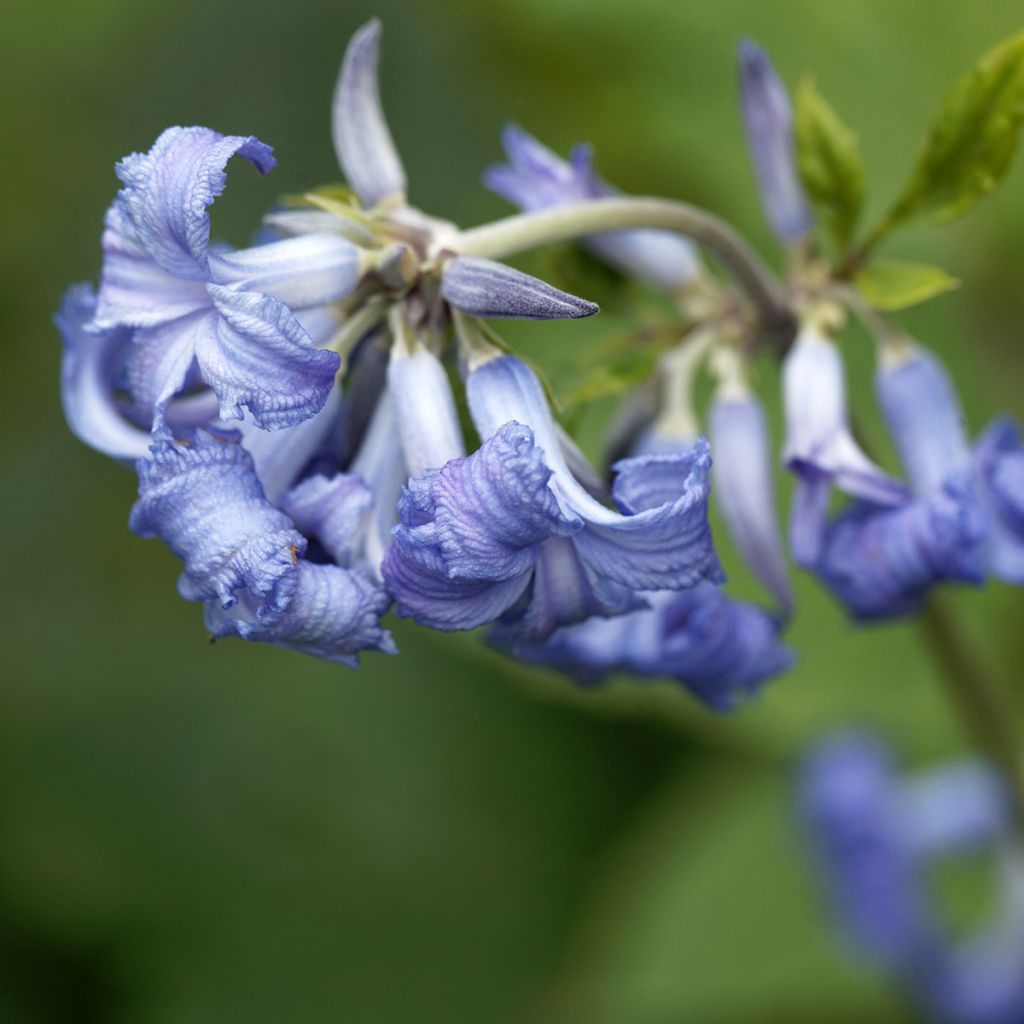 Trumpettikärhö - Clematis heracleifolia
