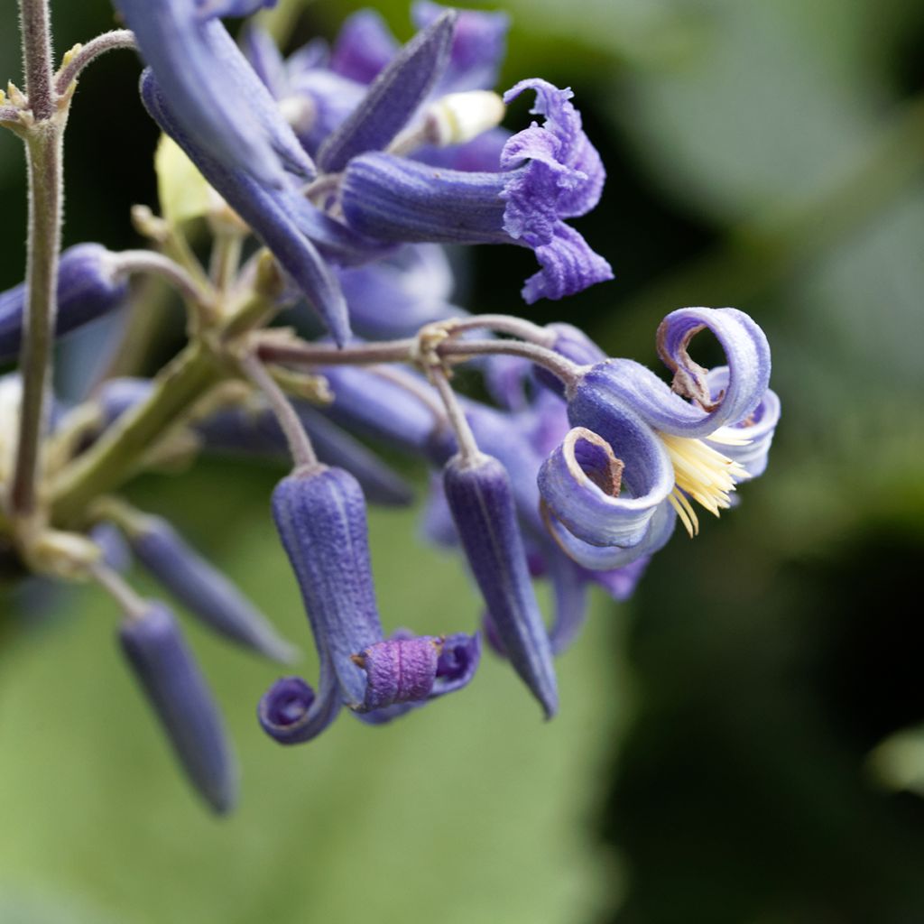 Trumpettikärhö - Clematis heracleifolia
