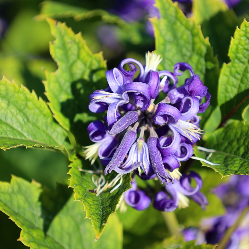 Trumpettikärhö - Clematis heracleifolia