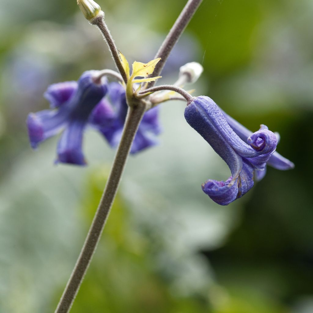 Trumpettikärhö - Clematis heracleifolia