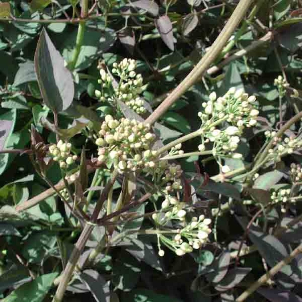 Pensaskärhö Purpurea