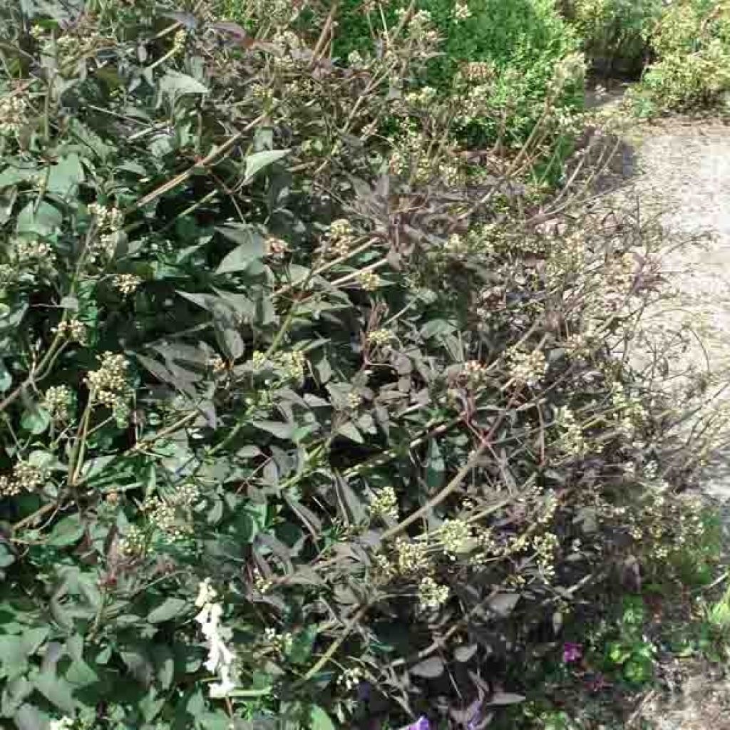 Pensaskärhö Purpurea