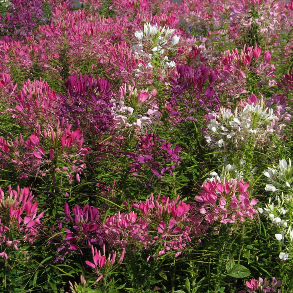 Otahämähäkkikukka Colour Fountain Mix (siemenet)