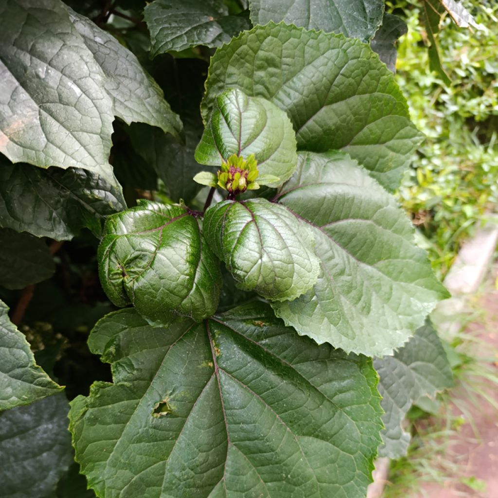 Kohtalonpensaa - Clerodendrum bungei