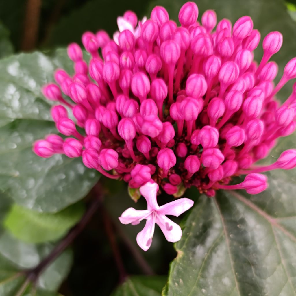 Kohtalonpensaa - Clerodendrum bungei