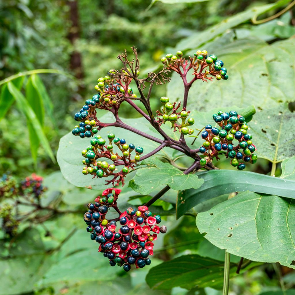 Kohtalonpensaa - Clerodendrum bungei