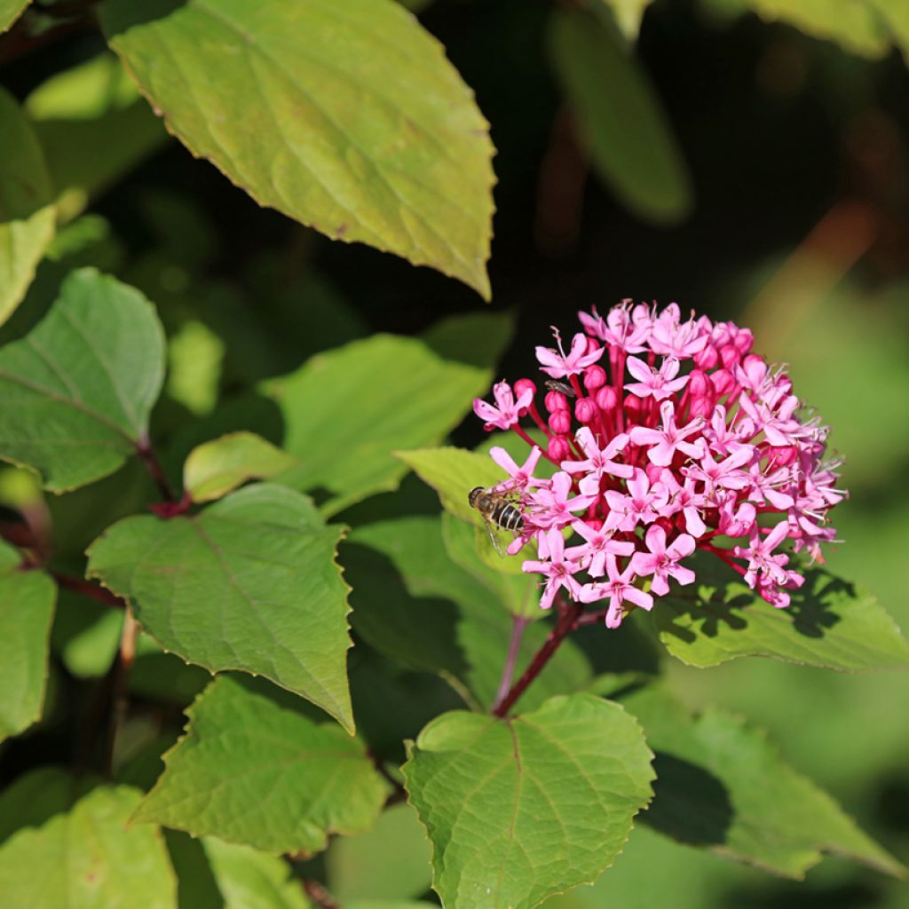 Kohtalonpensaa - Clerodendrum bungei