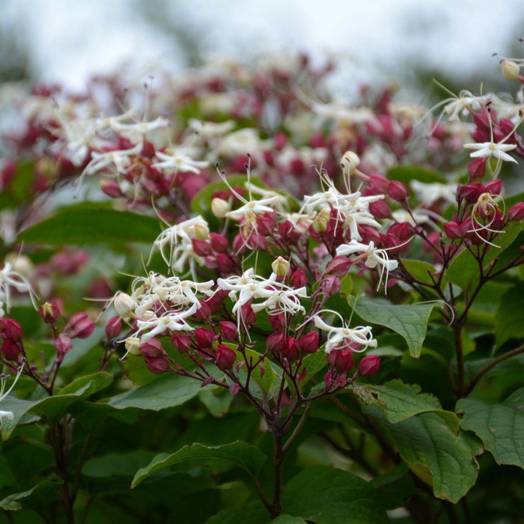 Isokohtalonpensas Purple Blaze