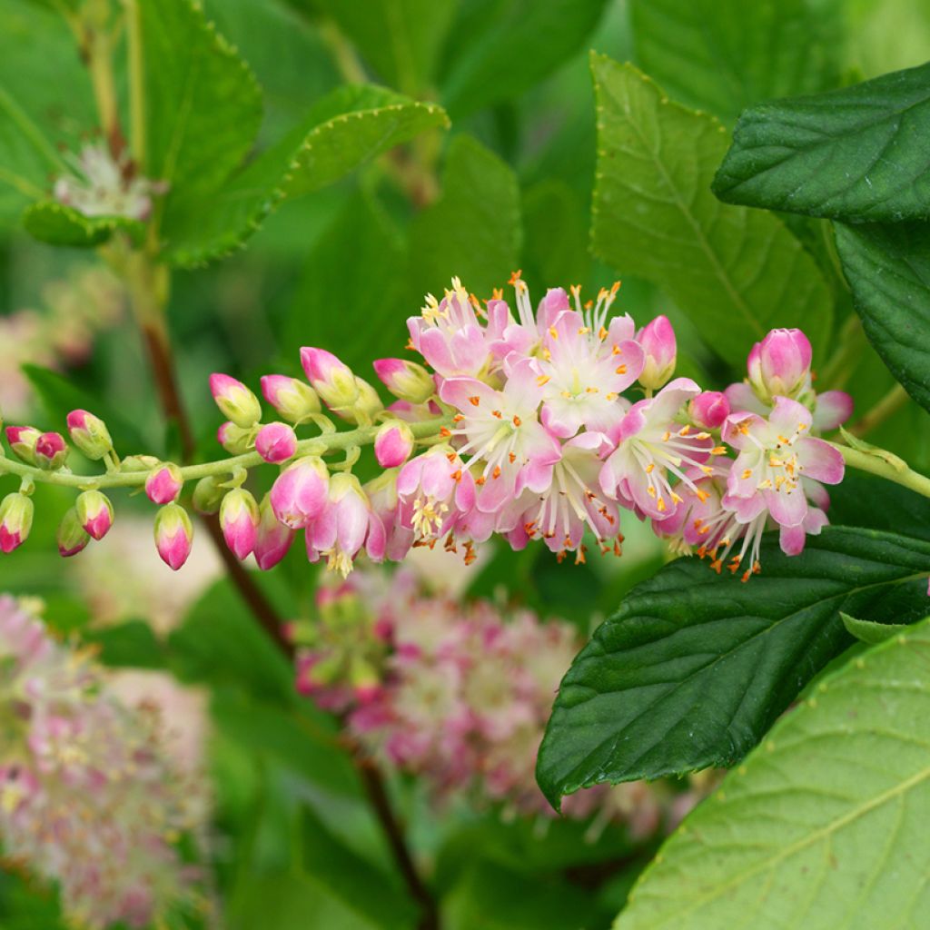 Valkokletra Pink Spire