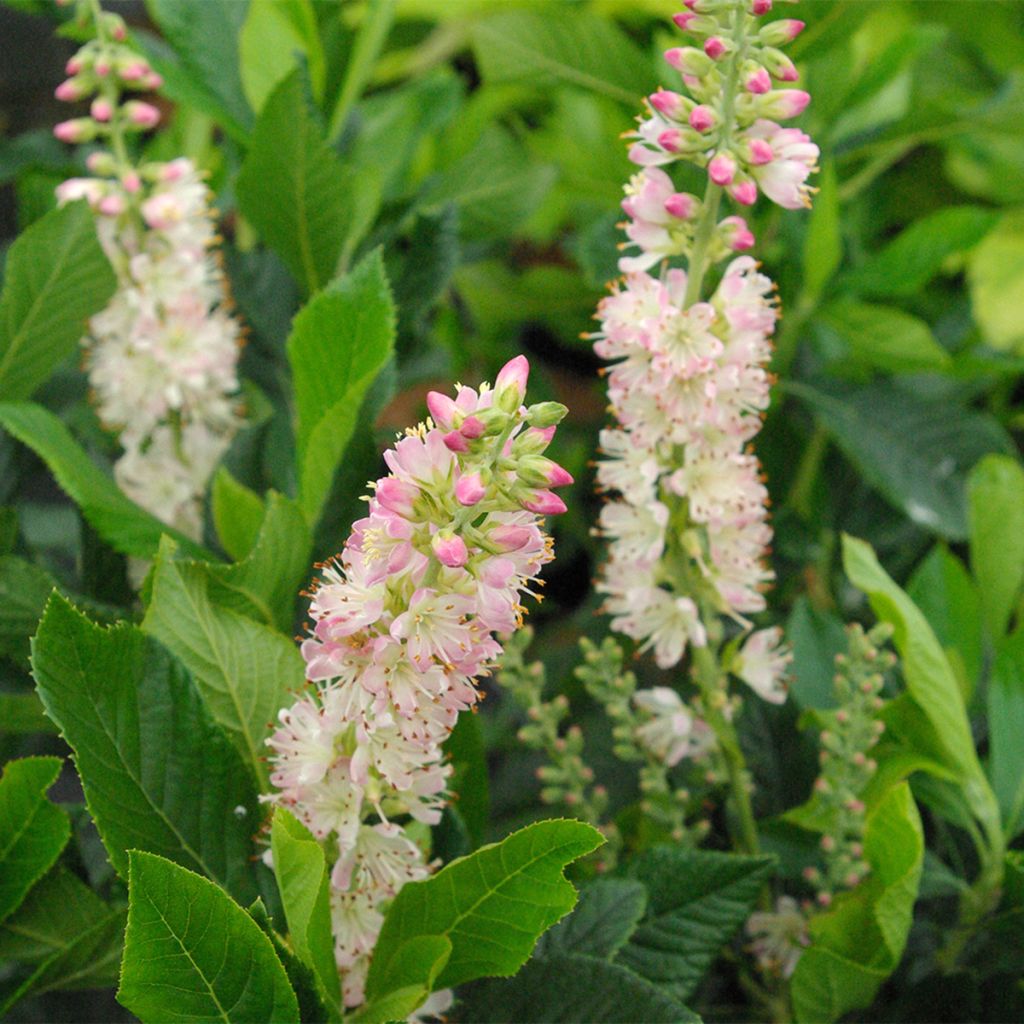 Valkokletra Rosea
