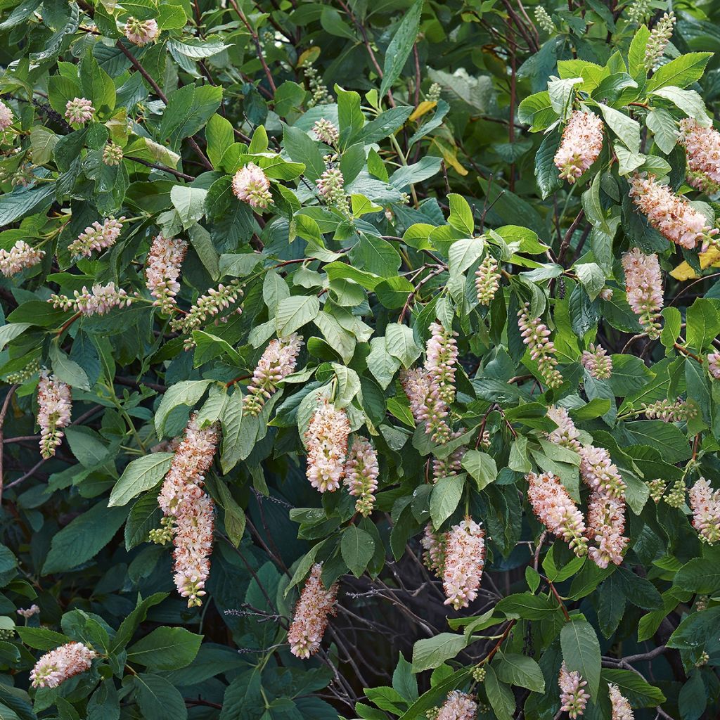 Valkokletra - Clethra alnifolia