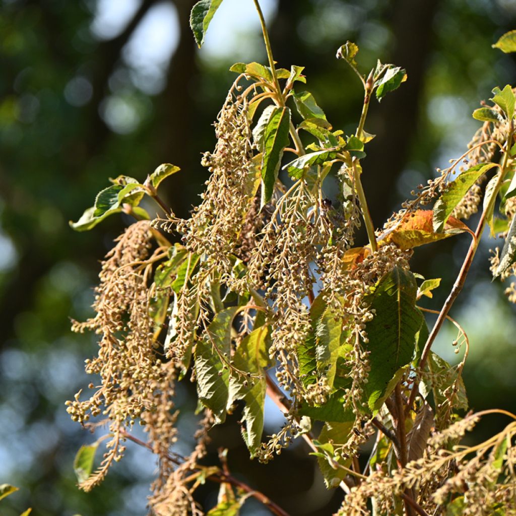 Japaninkletra - Clethra barbinervis