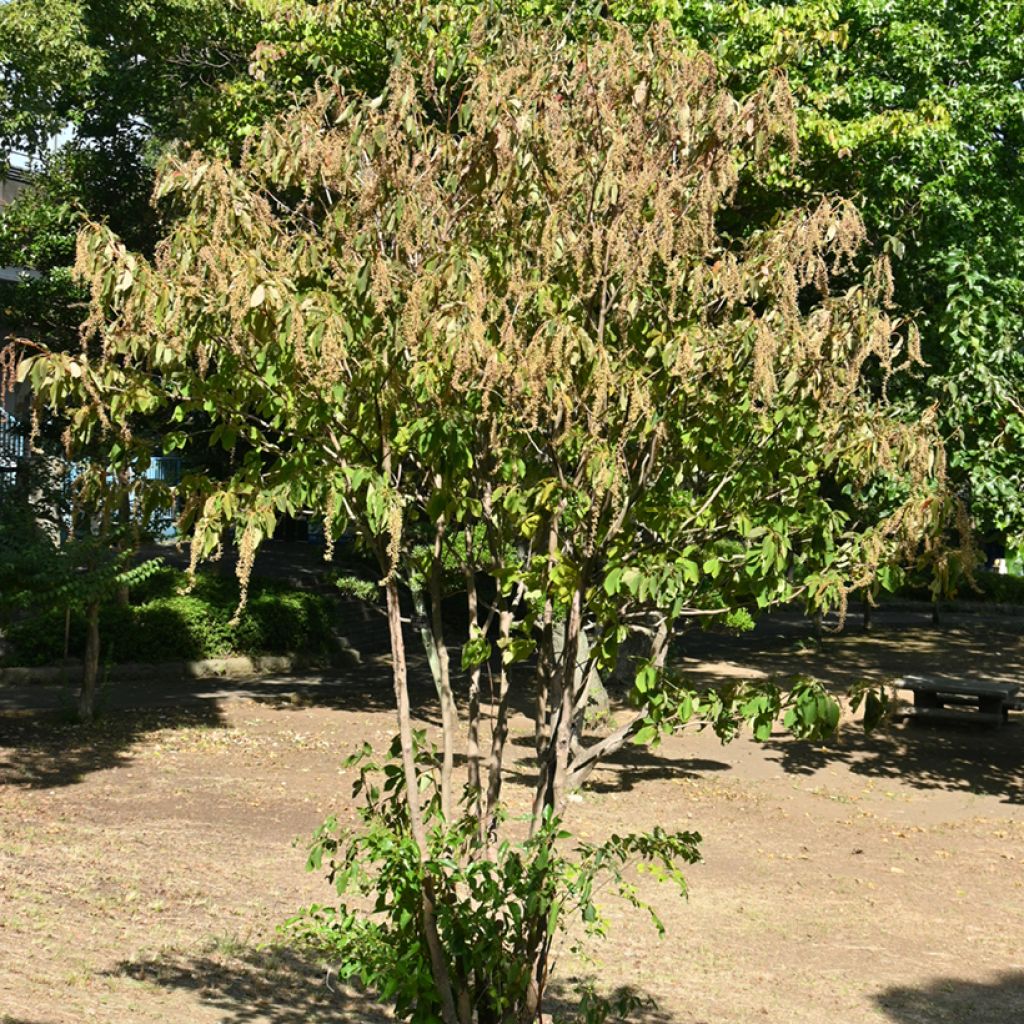 Japaninkletra - Clethra barbinervis
