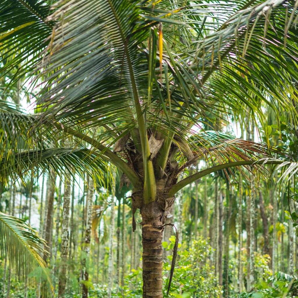 Kookospalmu - Cocos nucifera