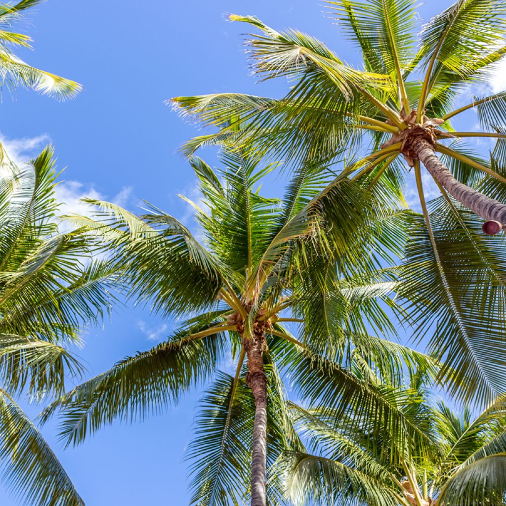 Kookospalmu - Cocos nucifera
