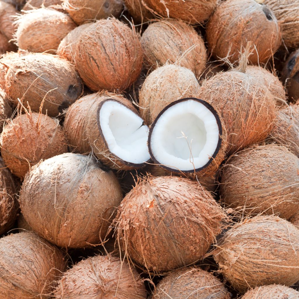 Kookospalmu - Cocos nucifera