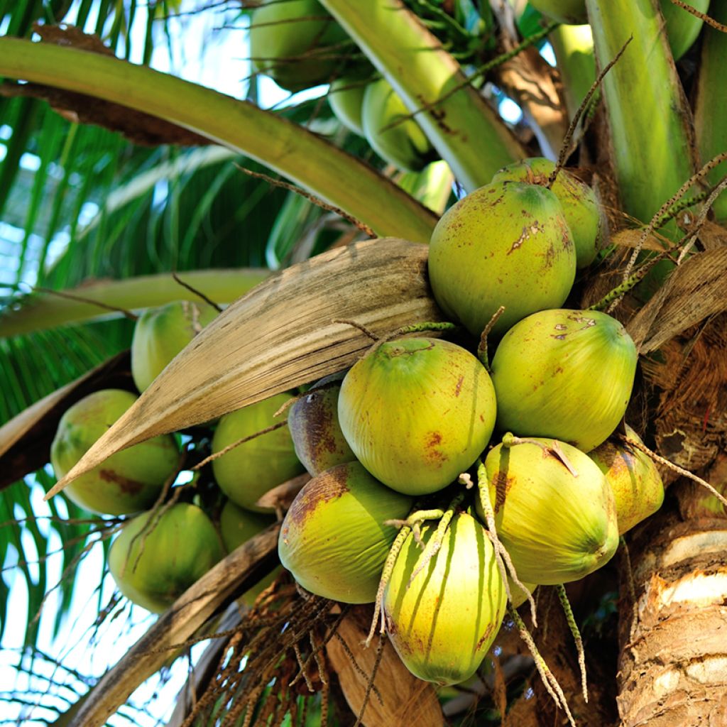 Kookospalmu - Cocos nucifera