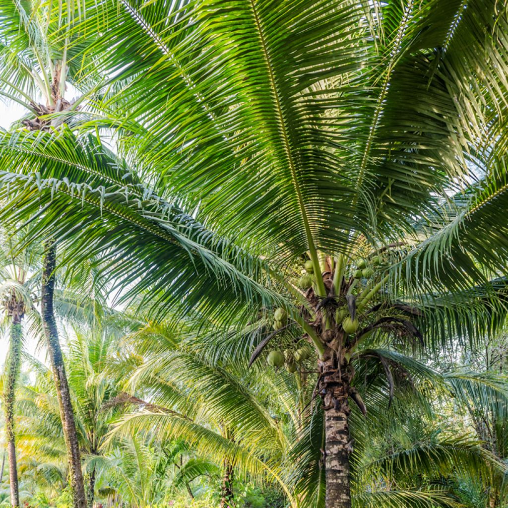 Kookospalmu - Cocos nucifera