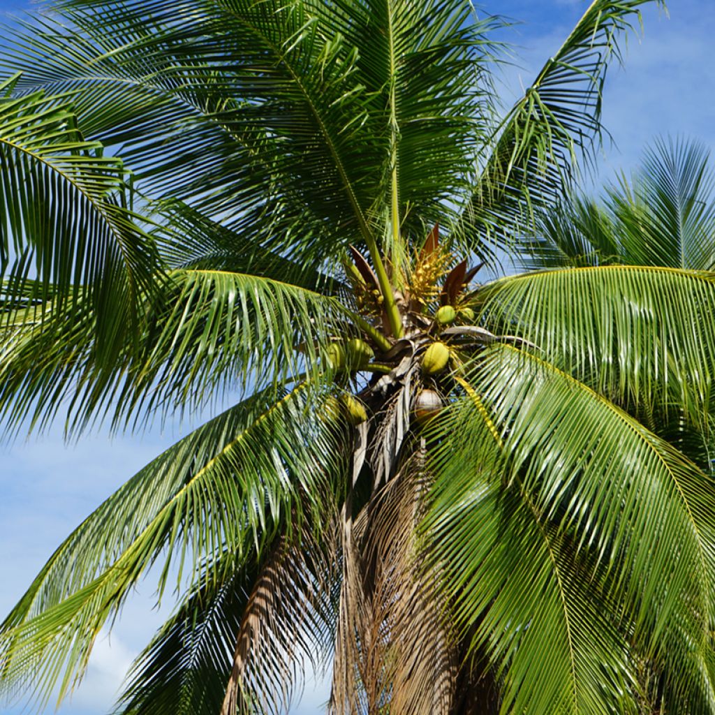 Kookospalmu - Cocos nucifera