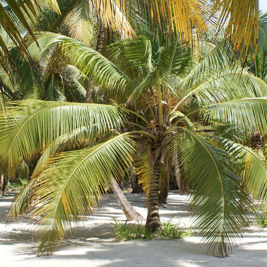 Kookospalmu - Cocos nucifera