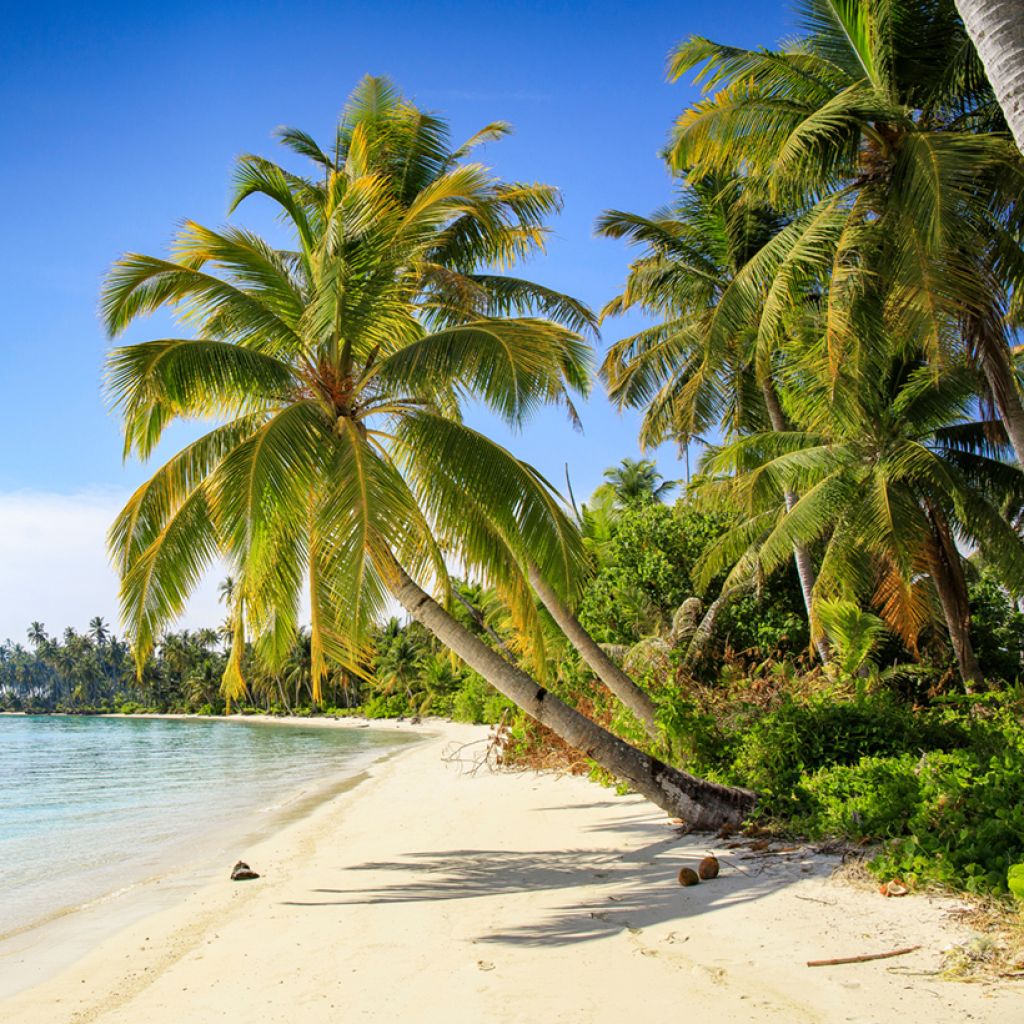 Kookospalmu - Cocos nucifera