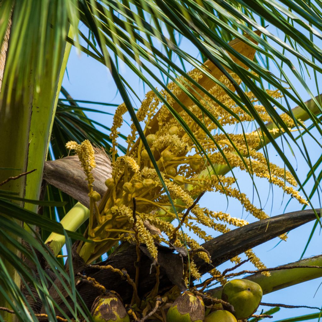 Kookospalmu - Cocos nucifera