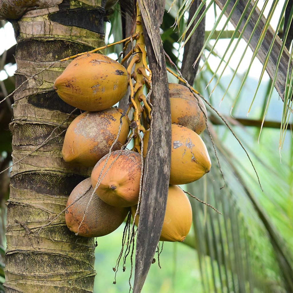 Kookospalmu - Cocos nucifera