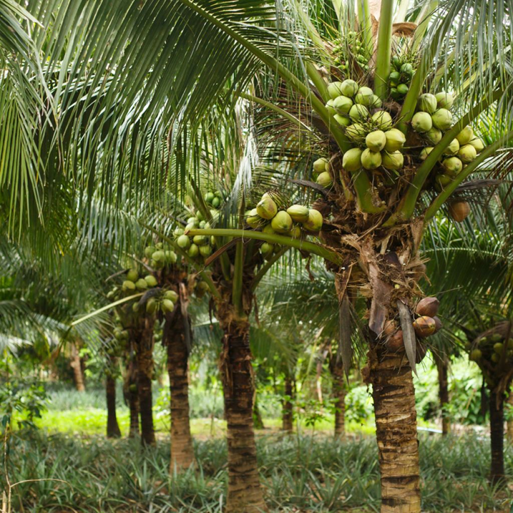 Kookospalmu - Cocos nucifera