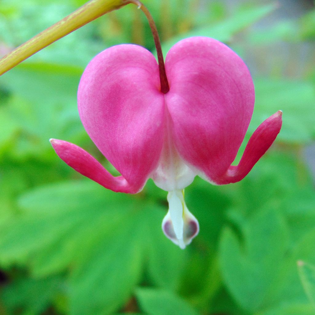 Särkynytsydän - Dicentra spectabilis