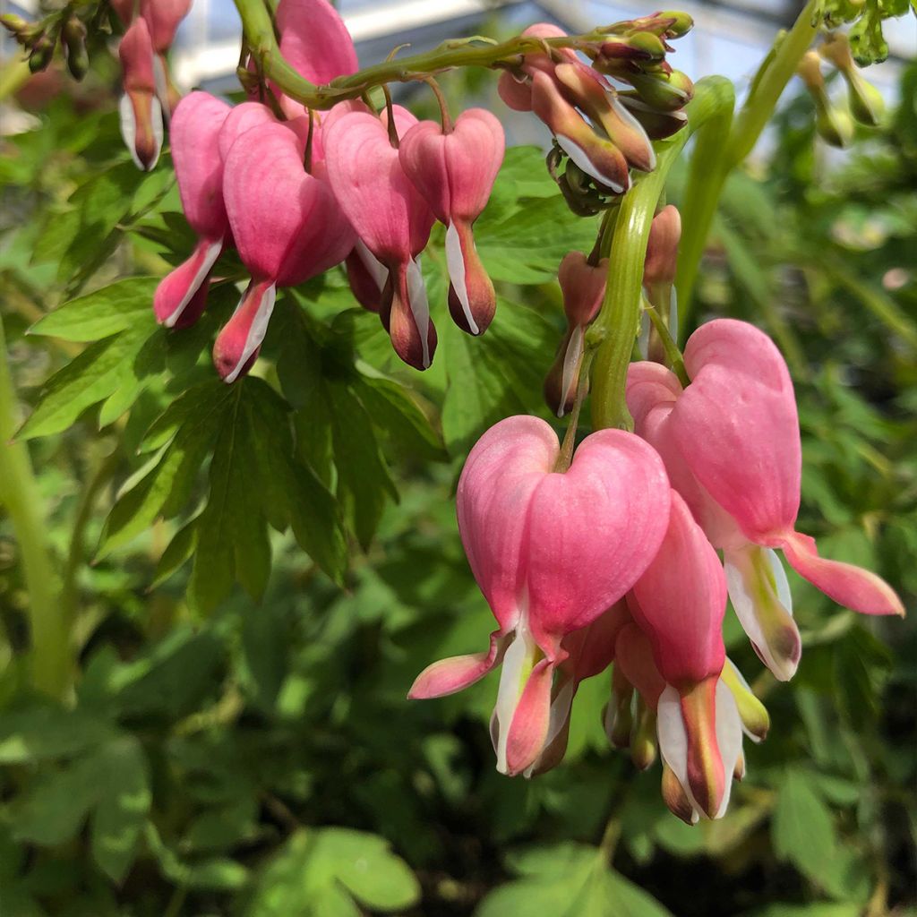 Särkynytsydän - Dicentra spectabilis