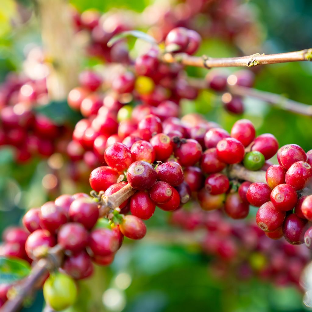 Arabiankahvi - Coffea arabica