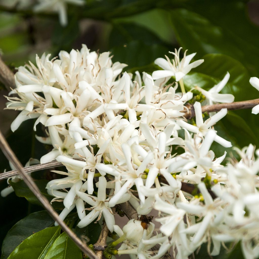 Arabiankahvi - Coffea arabica
