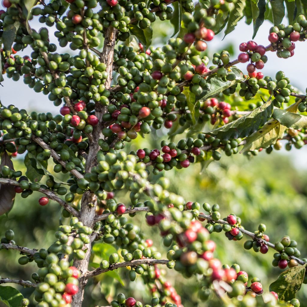 Arabiankahvi - Coffea arabica
