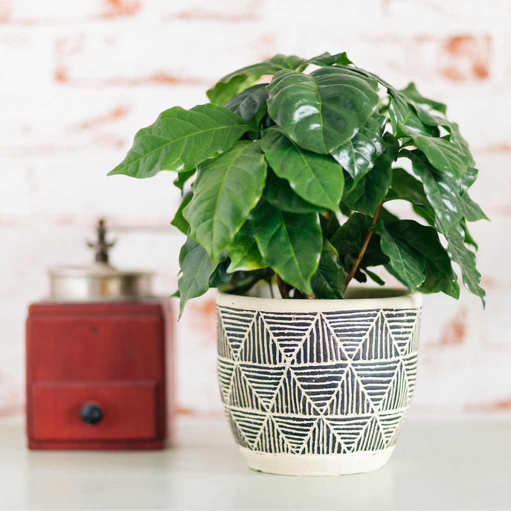 Arabiankahvi - Coffea arabica