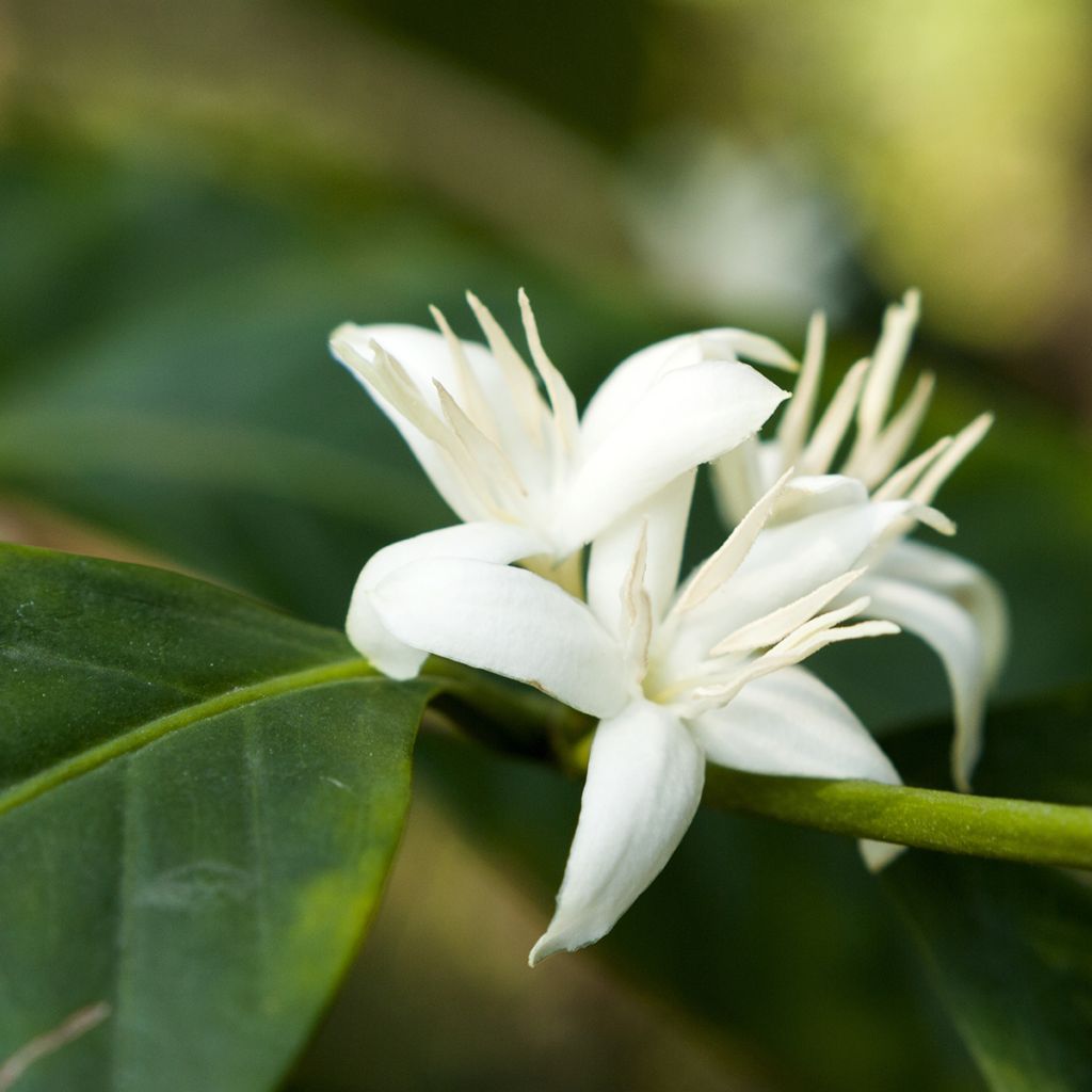 Arabiankahvi - Coffea arabica